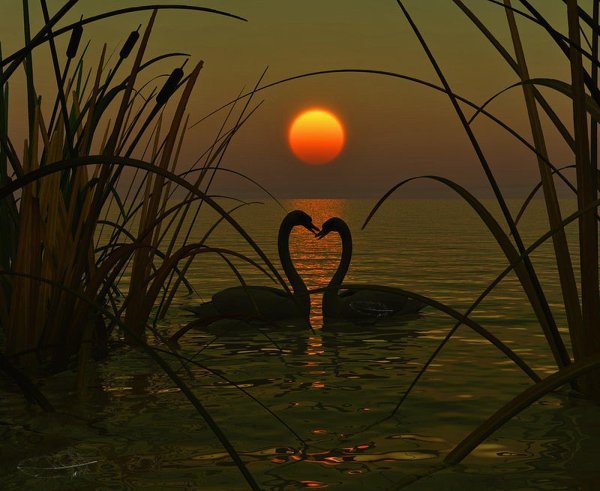 влюбленные лебеди