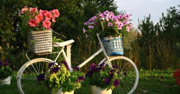 велосипеды на лужайке