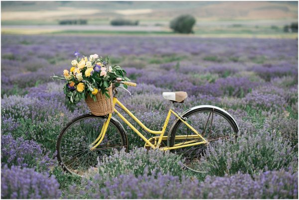 лавандовое поле