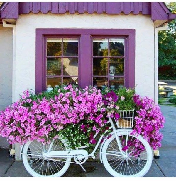 цветы на велосипеде