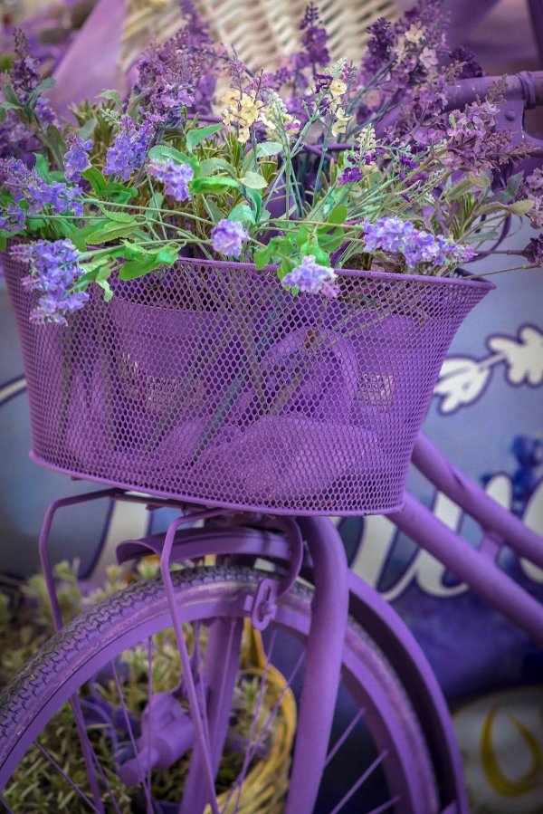 лаванда прованс