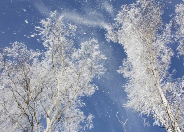 снежная береза