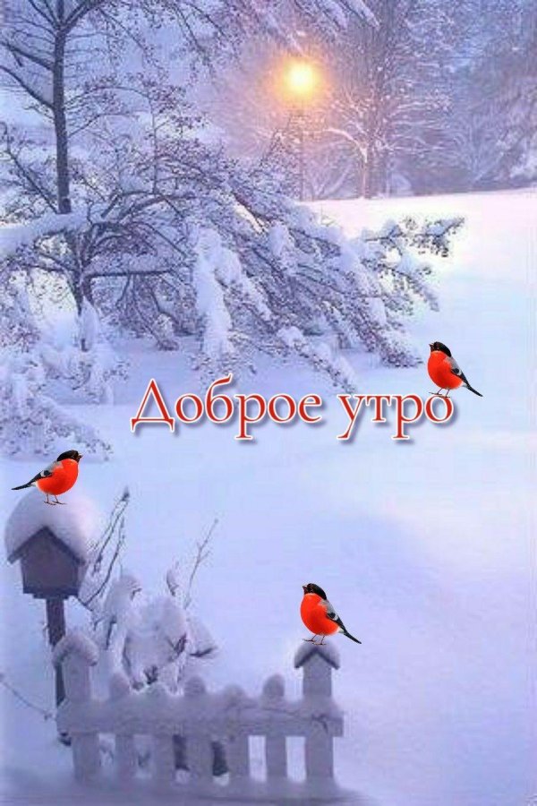доброе утро со снегирями