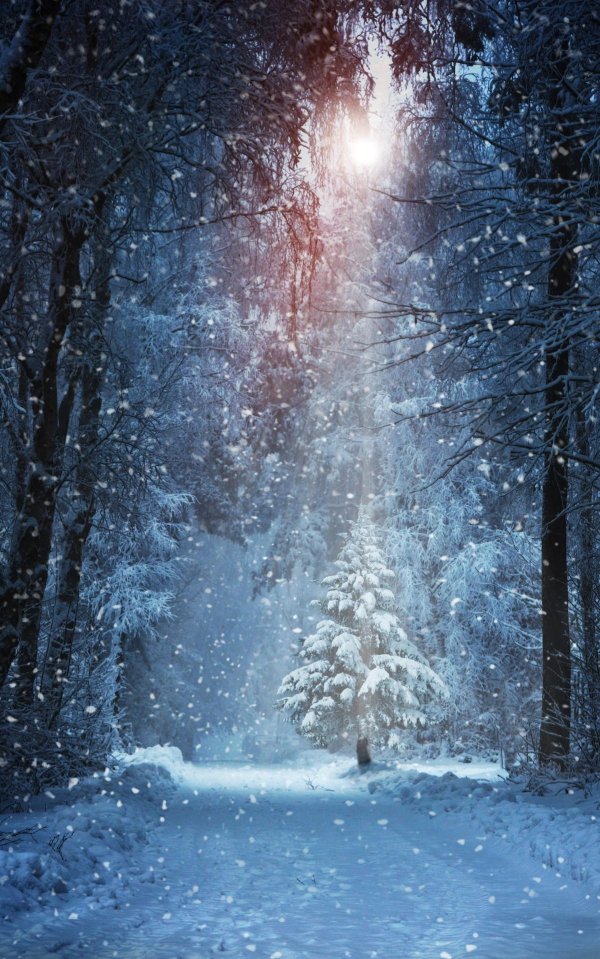 заснеженный лес