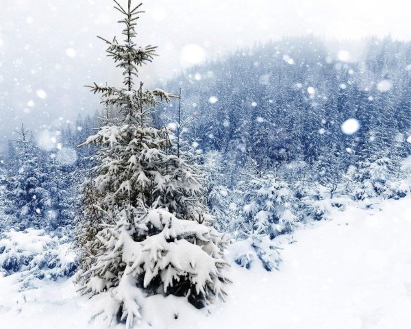 фон зимнего леса