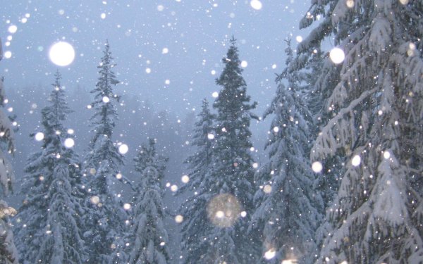 зимний лес новый год