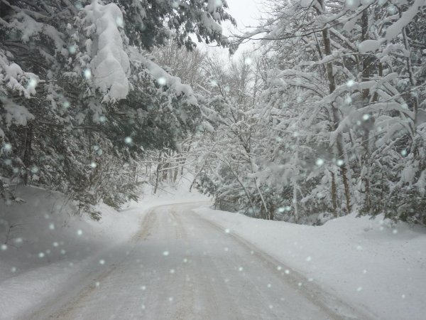 зимняя дорога в лесу
