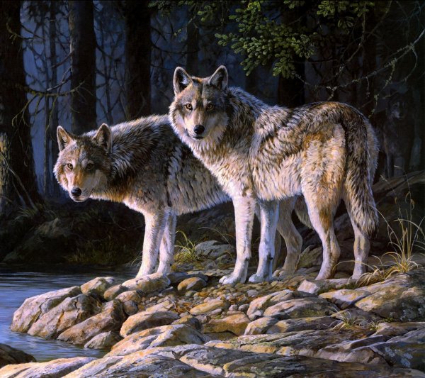 волки картина