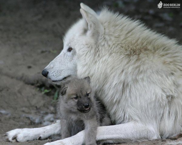 волчица с волчатами