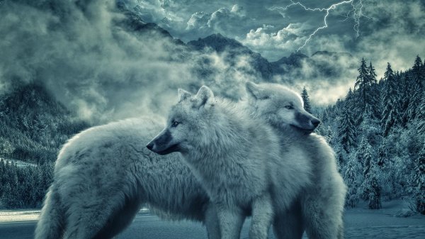 белые волки