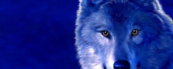 синие волки