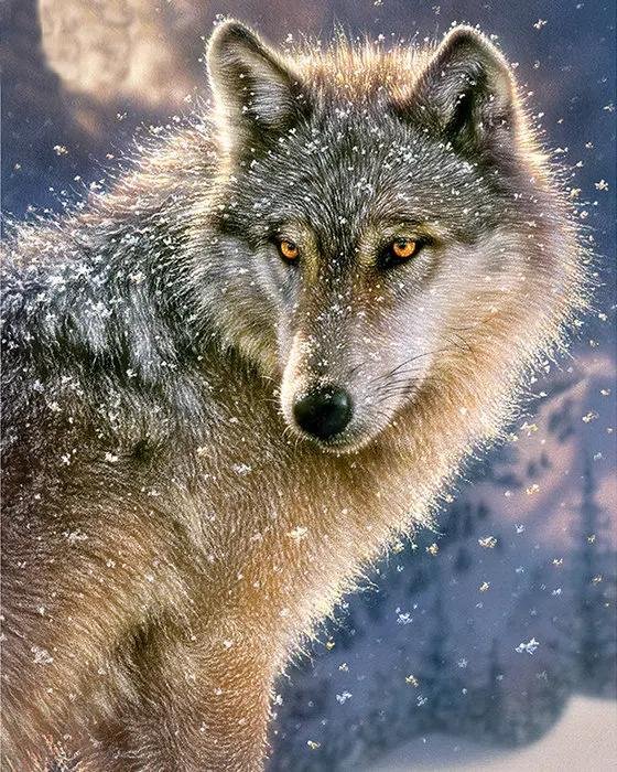 волки картина