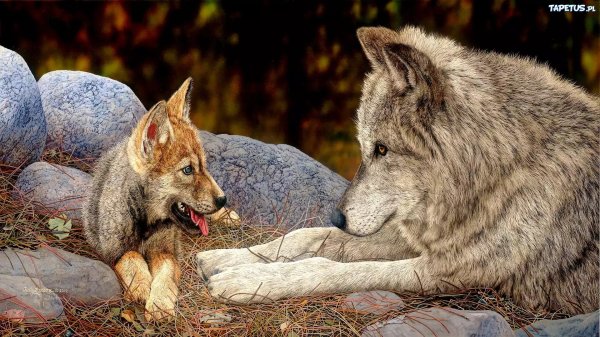 волчица с волчатами