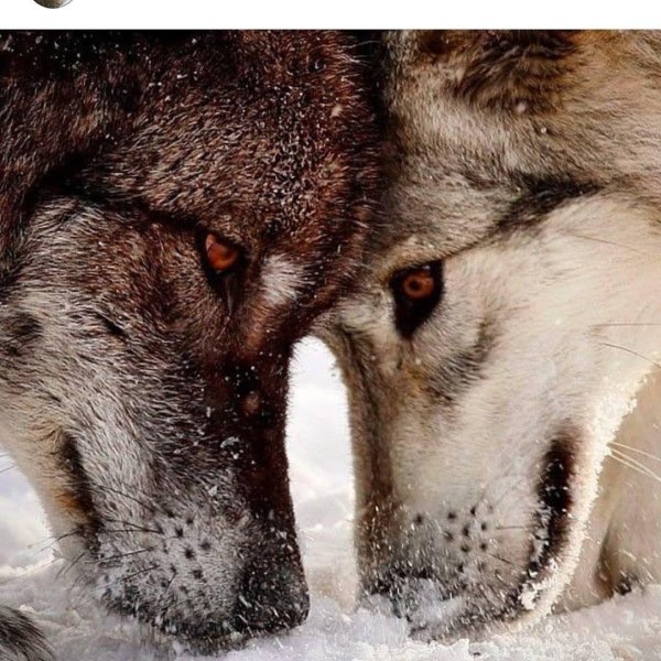 верность волков волчице