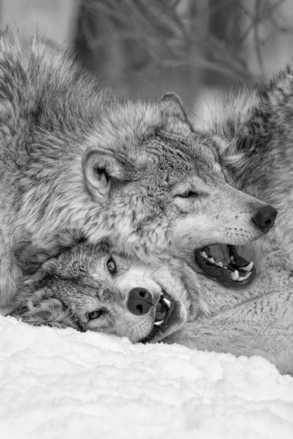 волки любовь