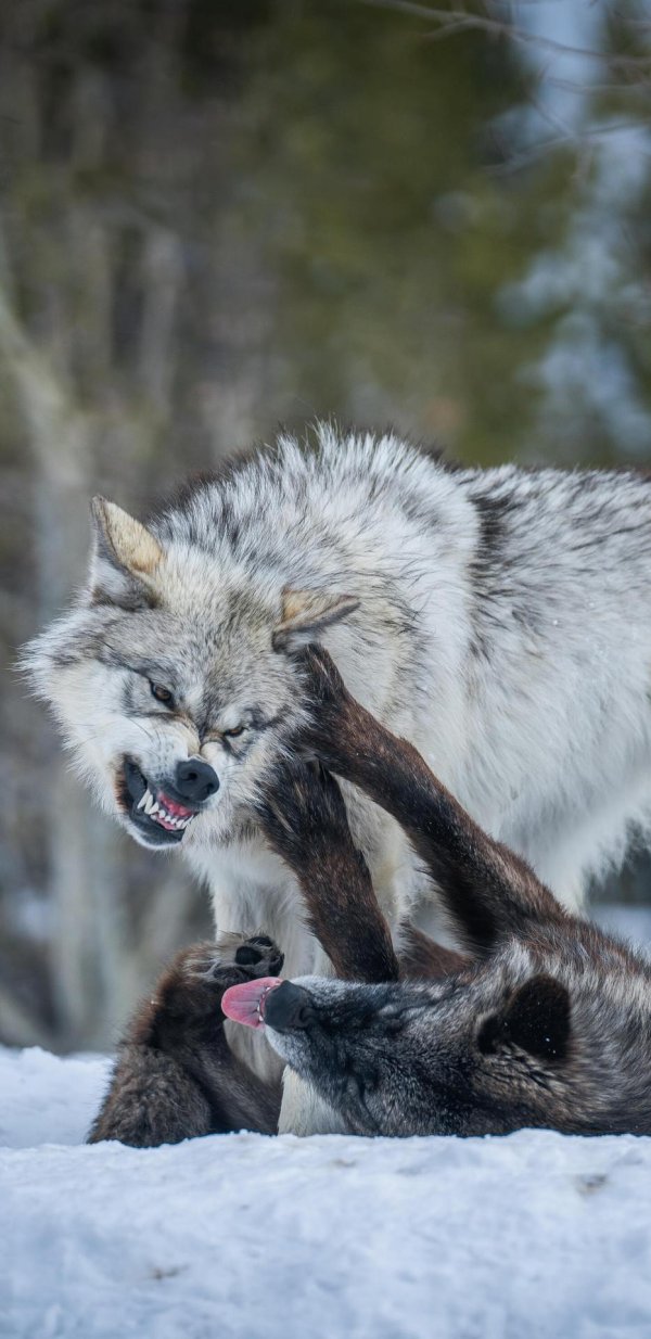 волки дерутся