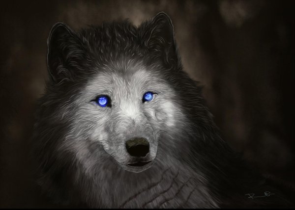 чёрная волчица с голубыми глазами