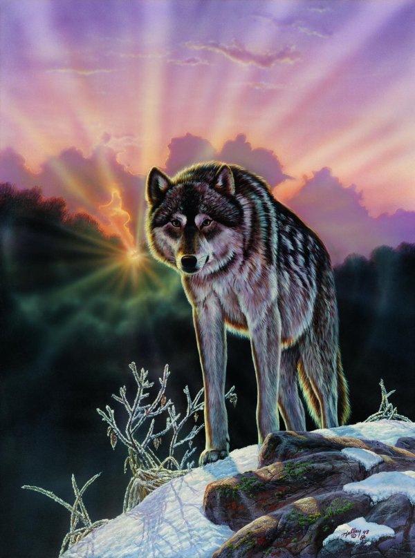 картины с волками