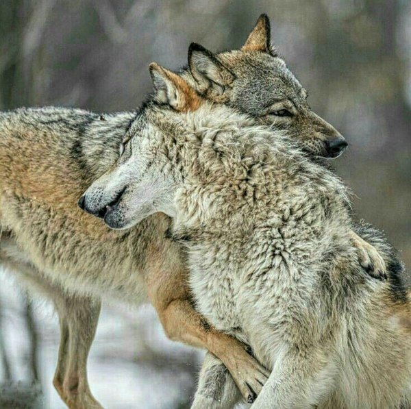 влюбленные волки