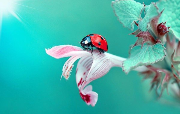 божие коровки