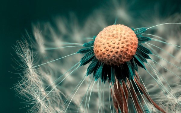 одуванчик макро