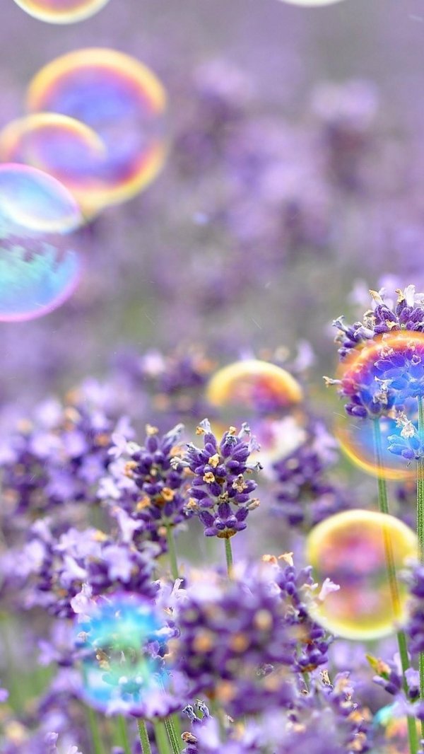 лавандовое поле