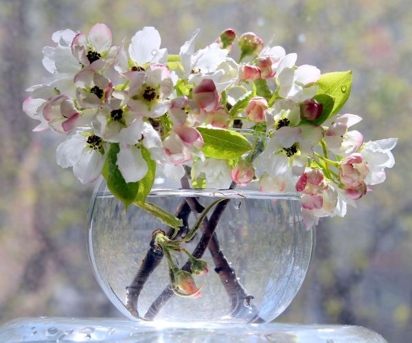 весенний натюрморт