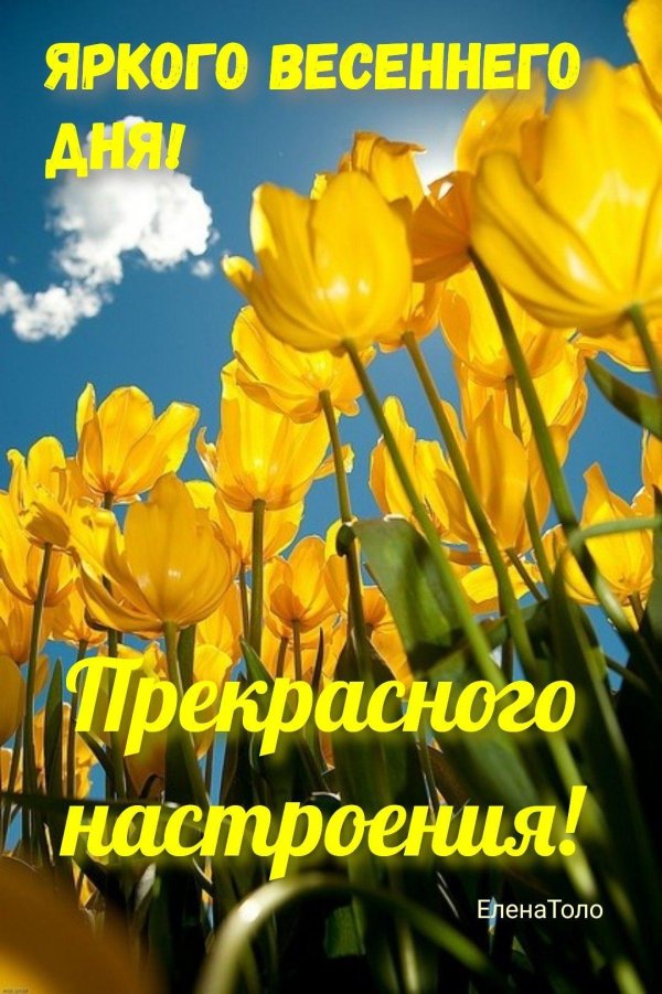 жëлтые тюльпаны