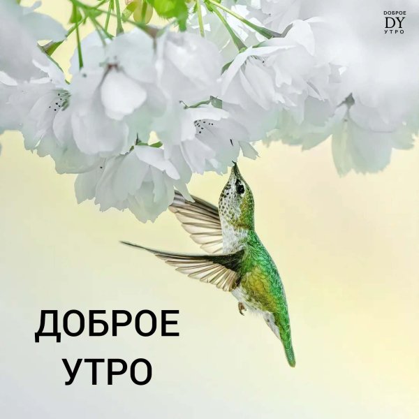 доброе утро колибри