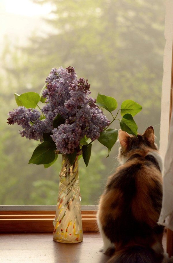 сирень на окне