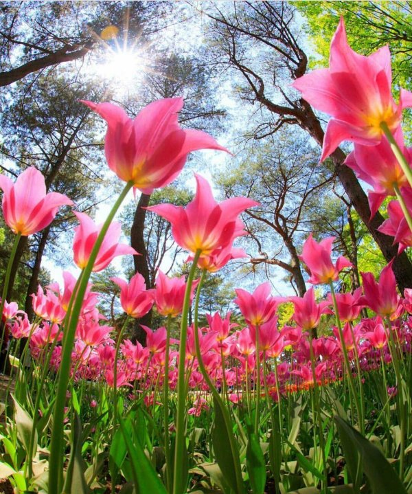 тюльпан красивый