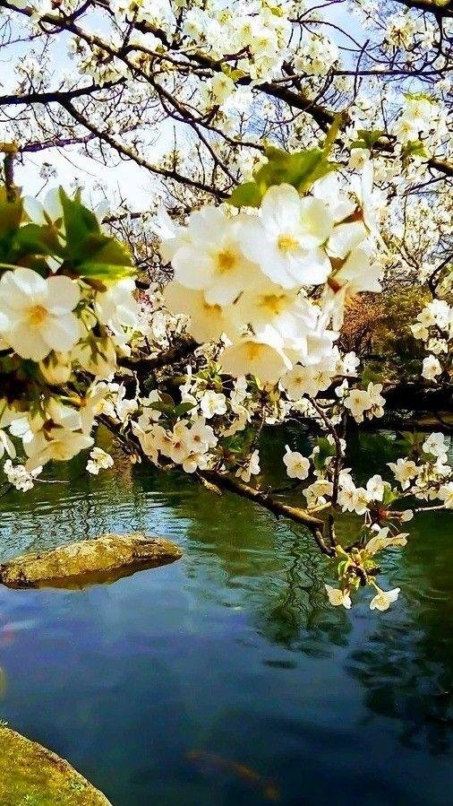 cherry blossom sakura