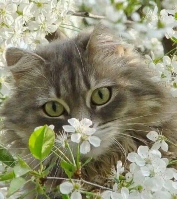 котик весна