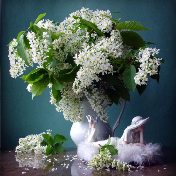 галутва черемуха