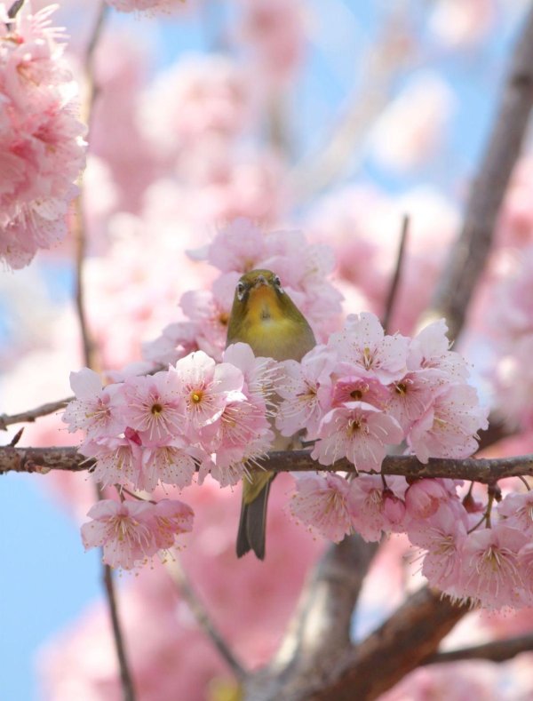 сакура японские белоглазки