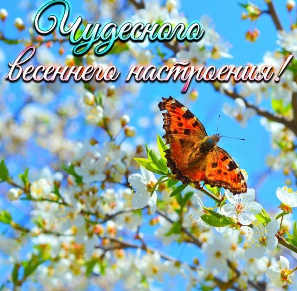 бабочка весной
