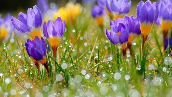 первоцветы крокусы