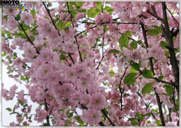 миндаль трехлопастный луизеания