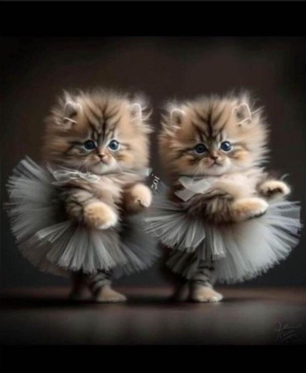 милые пушистые котята