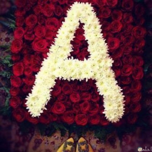 чирайли гулар