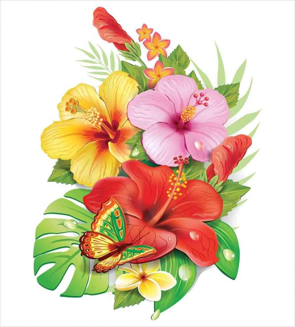 гибискус тропики гавайи