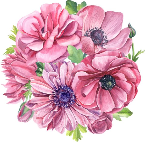 анемоны акварель