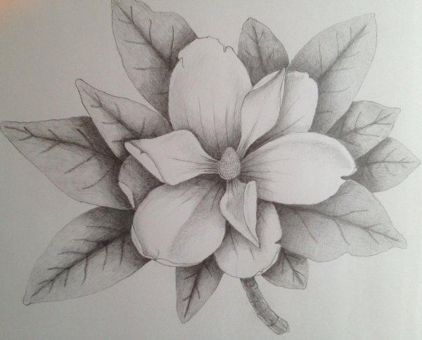 рисунок магнолии