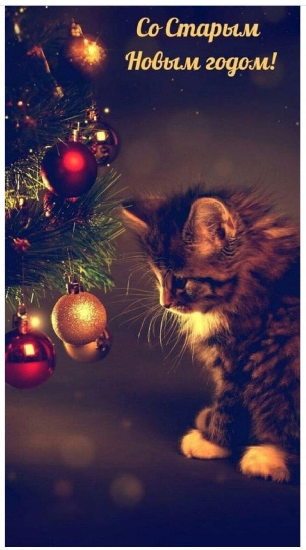 новогодние котята