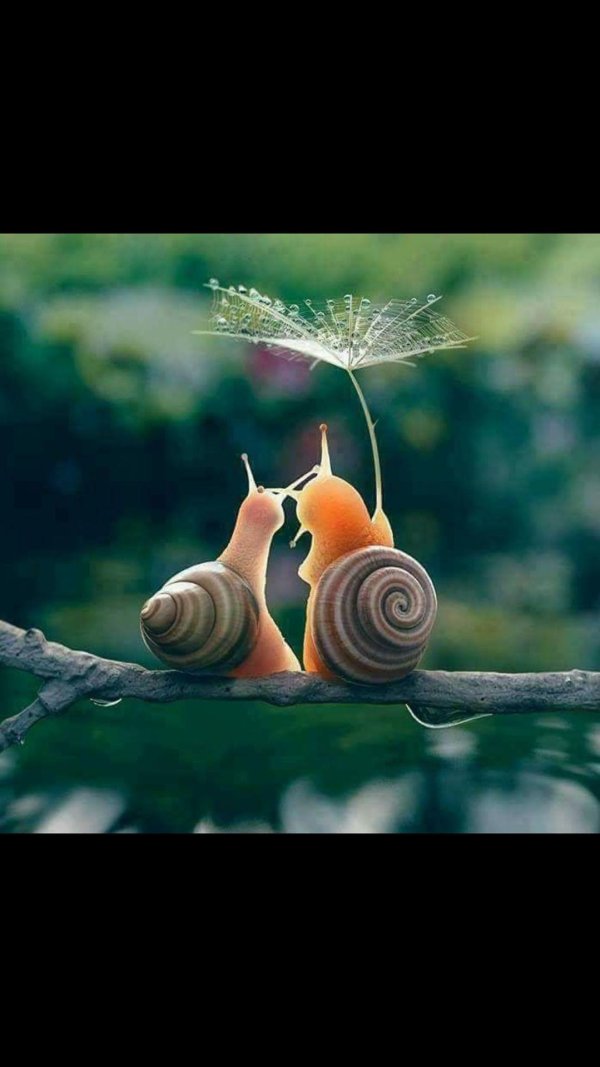 улитка милая