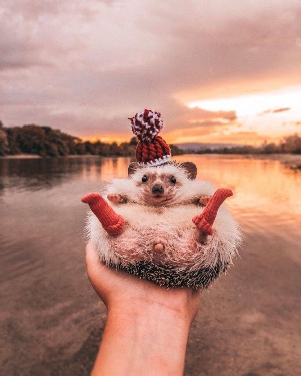 mrpokee очаровательный ёжпутешественник