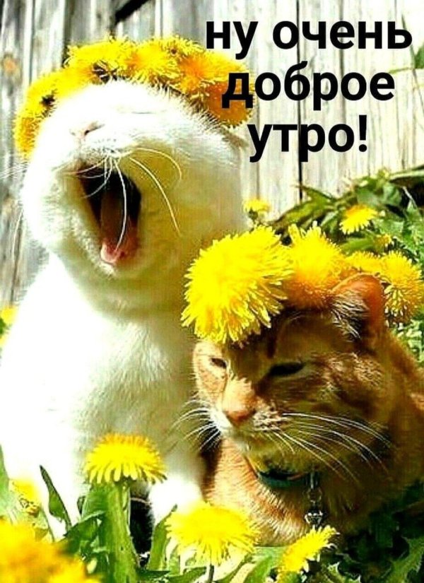 добра утра