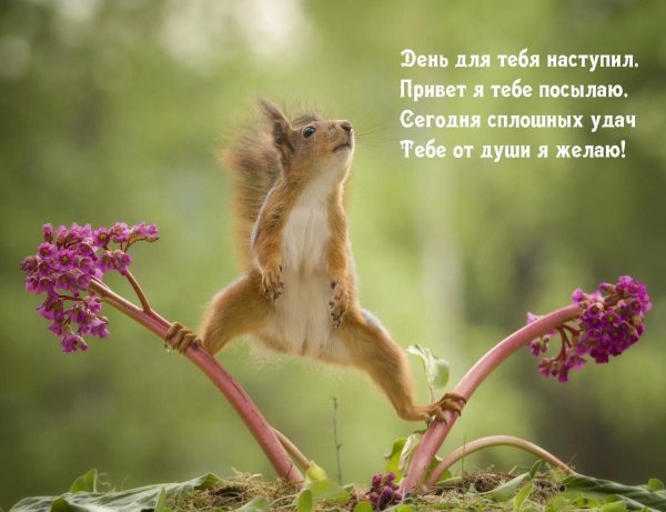 смешные белки