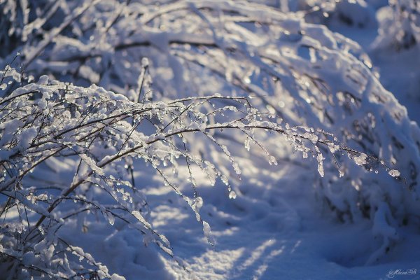 февраль природа