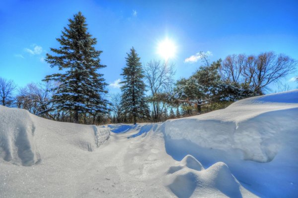 в лесу зимой